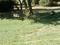 2005-08 La BArben 054